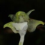 Aeranthes adenopoda Blomst