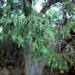 Juniperus flaccida Natur