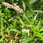 Persicaria glabra Flor