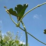 Vigna unguiculata Fruit