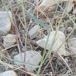 Aristida adscensionis Leaf