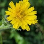 Picris hieracioides Flower