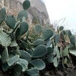 Opuntia engelmannii Leaf