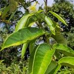 Odontadenia nitida Frunză