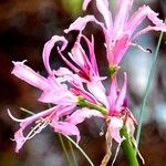 Nerine bowdenii Floare
