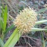 Scleria cyperina Flower