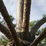 Pinus sylvestris Kora