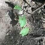 Arisarum simorrhinum Blad