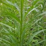 Erigeron canadensisList