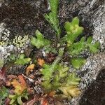 Leucanthemopsis alpina 葉