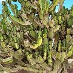 Euphorbia baradii