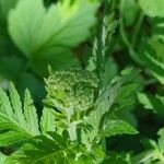 Tanacetum macrophyllum Flower