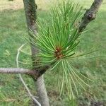 Pinus bungeana Leaf