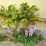 Wisteria sinensis Elinympäristö