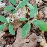 Panax trifolius Folha