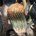 Uebelmannia pectinifera Hoja