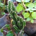 Acanthocereus tetragonusKôra