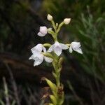 Cynorkis breviplectra Flor