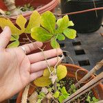 Aristolochia trilobata Yeri