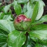 Paeonia lactiflora പുഷ്പം