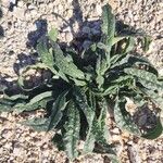 Echium asperrimum Hoja