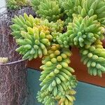 Sedum pachyphyllum Blad