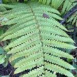 Osmundastrum cinnamomeum Leaf