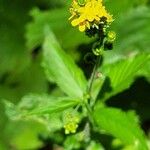 Agrimonia gryposepala Flower