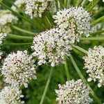 Oenanthe crocata Flower