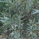 Acacia confluens List