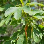 Sassafras albidumHostoa