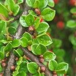 Cotoneaster nan-shan ഇല