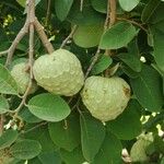 Annona senegalensis ᱥᱟᱠᱟᱢ