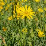 Tragopogon orientalis Flower