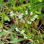 Valeriana woodsiana Flower