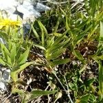 Inula ensifolia Hoja