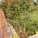 Melaleuca linariifolia Bark