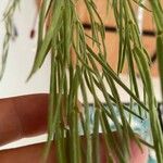 Hoya linearis Blad