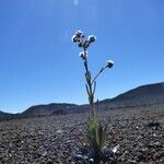Cynoglossum borbonicum Habit