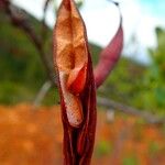 Chamaecrista nictitans Fruit