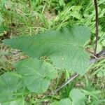 Phlomoides tuberosa Φύλλο