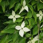 Cornus kousaKvet