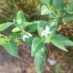 Solanum nigrumFlower