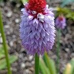 Primula vialii Blüte