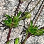 Sagina glabra Hoja