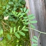 Coronilla variaLeaf