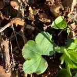 Anemone palmata Folha