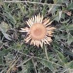 Carlina acanthifoliaKukka