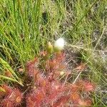 Drosera anglica फूल