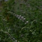 Mentha longifolia Flower
